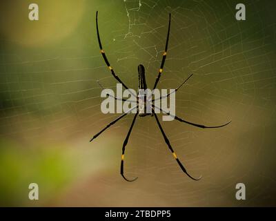 Große wilde, riesige Holzspinne auf ihrem Netzmakro. Stockfoto