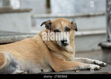 Foto eines Karamellhundes, der sitzt. Straßentier. Stockfoto