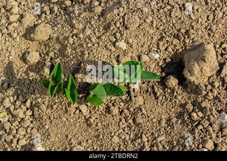 Ein zarter Spross einer landwirtschaftlichen Sojabohnenpflanze auf einem Feld wächst in einer Reihe mit anderen Sprossen. Selektiver Fokus. Weichzeichner. Stockfoto