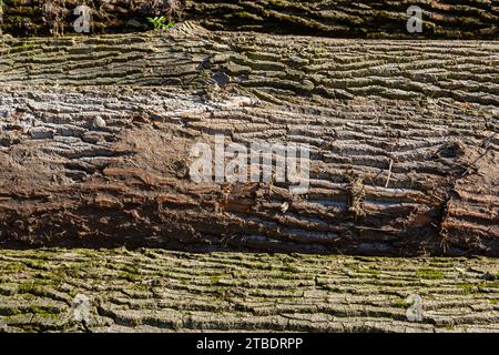 Altes holz Baum Textur Hintergrund Muster. Stockfoto