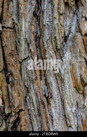 Altes holz Baum Textur Hintergrund Muster. Stockfoto