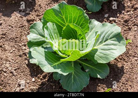Jungkohl-Keime auf dem Gemüsebett. Stockfoto