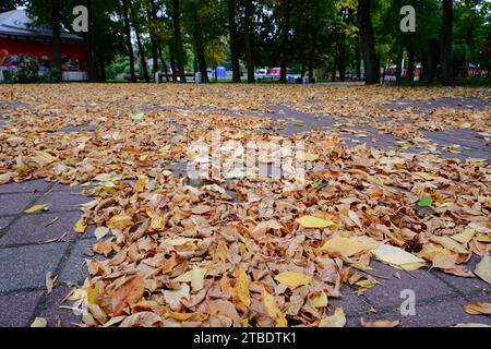 Der erste herbstliche Herbst lässt sich auf dem Bürgersteig in einem Park mit einer Bank ablegen Stockfoto