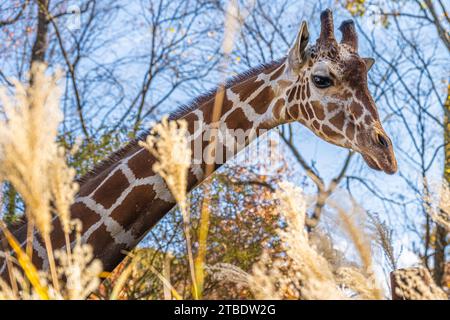 Netzgiraffe im Zoo Atlanta in Atlanta, Georgia. (USA) Stockfoto