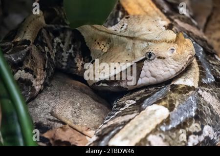 Westafrikanische Gaboon Viper (Bitis Rhinoceros) im Zoo Atlanta, Georgia. (USA) Stockfoto