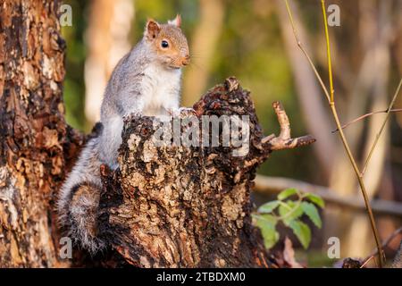 Graues Eichhörnchen (Sciurus carolinensis) thront auf einem Baumstamm im Spätherbstwald. Foto: Amanda Rose/Alamy Stockfoto
