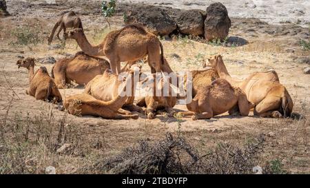 Salalah, oman, 11. November 2023: Kamele genießen ein Sandbad in der Nähe eines Wadi in Salalah, Oman. Stockfoto