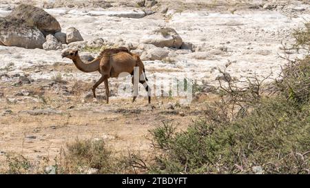 Salalah, oman, 11. November 2023: Kamele wandern und fressen auf Gras in der Nähe eines Wadi in Salalah, Oman. Stockfoto