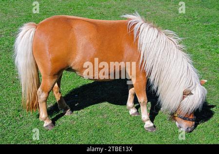 Shetland-Pony im Feld, Darfield, Selwyn Bezirk, Region Canterbury, Südinsel, Neuseeland Stockfoto