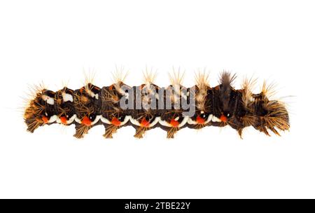 Knotengras raupe isoliert auf weißem Hintergrund, Acronicta rumicis Stockfoto
