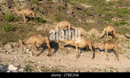 Salalah, oman - 11. November 2023: In Salalah, in der bezaubernden Dhofar-Region Oman, trägt die Anwesenheit frei umherstreifender Kamele zu der Entwicklung bei Stockfoto