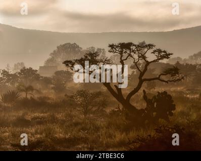 Baum im Morgennebel, San Miguel de Allende, Guanajuato, Mexiko Stockfoto