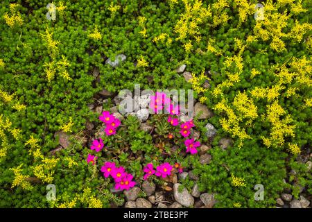 Rosa blühende Sedum - Stonecrop und gelbe Sedum sexangulare - geschmacklose Stonecrop Pflanzen in Flusssteinfassungen im Sommer. Stockfoto