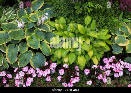 Hellrosa Impatiens - Balsamblumen, gemischte Hostas in der Grenze im Sommer. Stockfoto