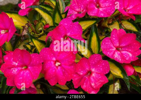 Purple Impatiens – Balsamblüten, die im Sommer mit Regentropfen bedeckt sind. Stockfoto