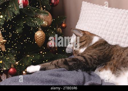Kurzhaar-Hauskatze, die auf einer grauen Decke liegt und mit Weihnachtskugeln spielt. Dekorierte Tanne. Stockfoto
