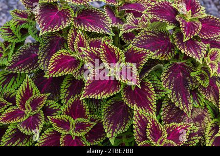 Rotes und grünes Solenostemon - Coleus verlässt im Sommer. Stockfoto