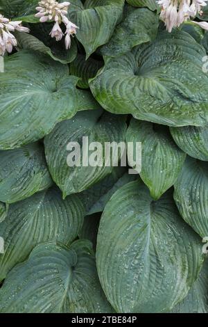 Hosta in Blüte im Sommer. Stockfoto