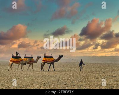 Zwei Männer mit drei Kamelen in der Wüste bei Sonnenuntergang, in der Nähe von Varanasi, Uttar Pradesh, Indien Stockfoto