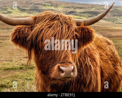 Highland Cow Stockfoto