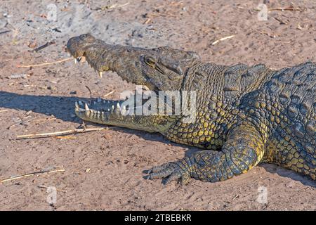 Nahaufnahme eines ruhenden Nil-Krokodils entlang des Chobe River in Botswana Stockfoto