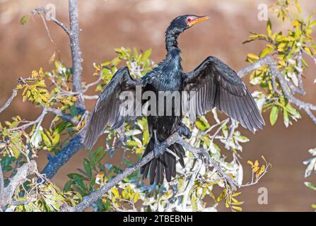 Ein großer Kormoran, der seine Flügel auf einem Baum am Chobe River in Botswana trocknet Stockfoto