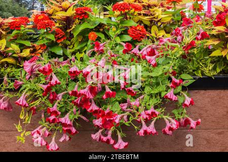 Petunia, Zinnia und Solenostemon - Coleus in Blumenkasten im Sommer. Stockfoto