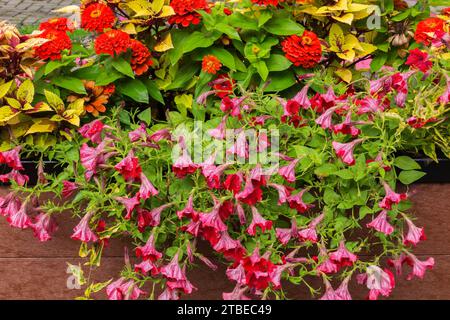 Petunia, Zinnia und Solenostemon - Coleus in Blumenkasten im Sommer. Stockfoto