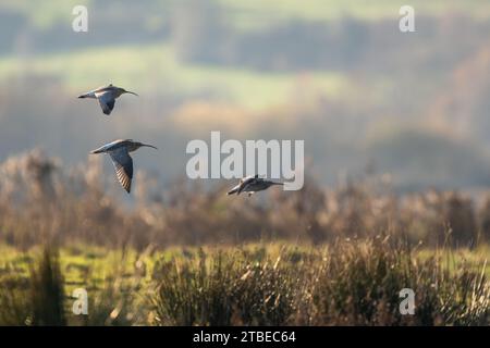 Eurasischer Brach, Numenius arquata, Vögel im Flug über Sümpfe im Winter Stockfoto