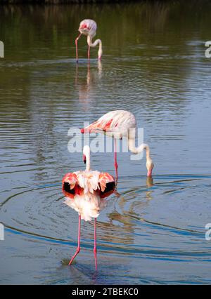 Große Flamingos im Wasser im Naturraum Camargue, Frankreich. Tierwelt aus der Natur. Stockfoto