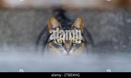 Charmante Katze: Eine reizende Katze zeigt ihre fesselnde Schönheit, mit ausdrucksstarken Augen und üppigem Fell, in einer unwiderstehlich charmanten Pose. Stockfoto