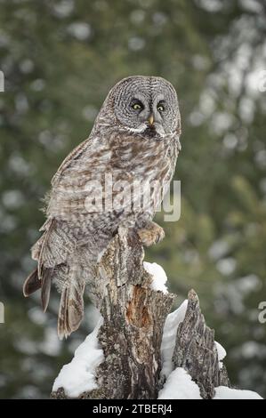 Große graue Eulen, die auf einem Baum leben Stockfoto