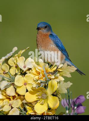 Osterblauvogel thront auf einem Blumenstrauß Stockfoto