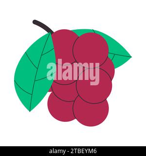 Bunch Choecherry oder Preiselbeere frische Natur Obst köstlicher Geschmack Bio-Lebensmittel kann für Gesundheit Kräutermedizin sein Stock Vektor