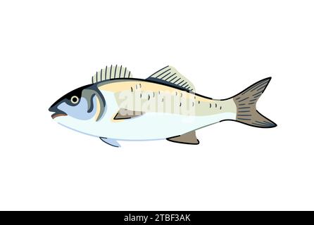 Wolfsbarsch. Kommerzieller Fisch mit Meeresfrüchten. Isoliertes Konstruktionselement. Vektorabbildung Stock Vektor