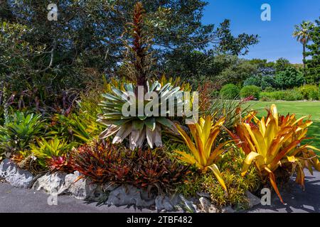 Wunderschöne farbige Blumen in den Sydney Botanical Gardens Stockfoto