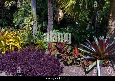 Wunderschöne farbige Blumen in den Sydney Botanical Gardens Stockfoto