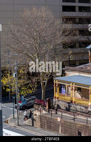 Nachmittags Wintersonne auf der viktorianischen Ära, Justice & Police Museum und ein Laubflugzeug London Plane Tree (Platanus acerifolia) in Phillip Street, Sydney Stockfoto