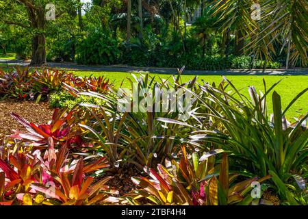 Wunderschöne farbige Blumen in den Sydney Botanical Gardens Stockfoto