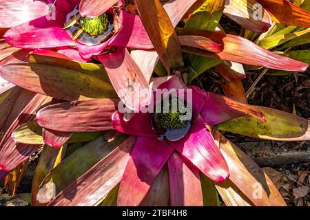 Wunderschöne farbige Blumen in den Sydney Botanical Gardens Stockfoto