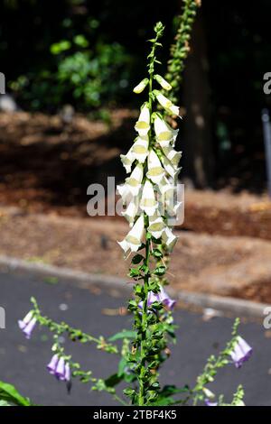 Wunderschöne farbige Blumen in den Sydney Botanical Gardens Stockfoto