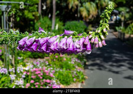 Wunderschöne farbige Blumen in den Sydney Botanical Gardens Stockfoto