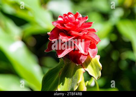 Wunderschöne farbige Blumen in den Sydney Botanical Gardens Stockfoto