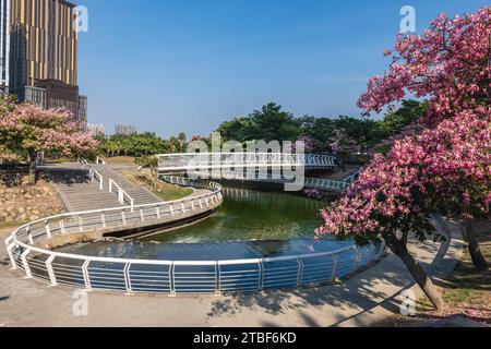 Seidenseidenbaum im Herzen des Love River in Kaohsiung, Taiwan Stockfoto