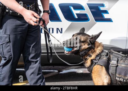 Polizist demonstriert die Ausbildung eines belgischen Malinois Polizeihundes an Hundetagen sogar in Lehigh Valley, Pennsylvania Stockfoto