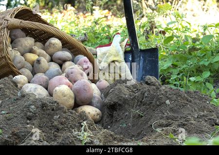 Frisch gegrabene bunte Kartoffeln laufen aus einem Korb neben einem Spaten in lockeren Boden Stockfoto