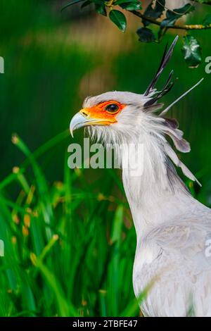 Secretary Bird zeigt Nahaufnahmen in Natural Habitat, Wildlife Conservation Visualization Stockfoto