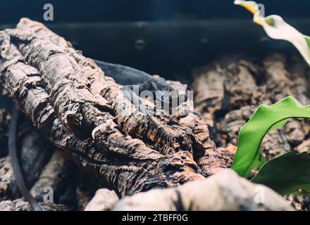 Schwarzbaummonitor (Varanus beccarii) oder Beccari's Monitor in Thailand Stockfoto
