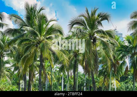 Viele Palmen im Lumphini Park in Thailand Stockfoto