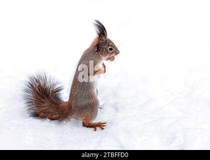 Flauschiges rotes Eichhörnchen kostet auf Schnee und hält im Mund eine Nuss. Stockfoto